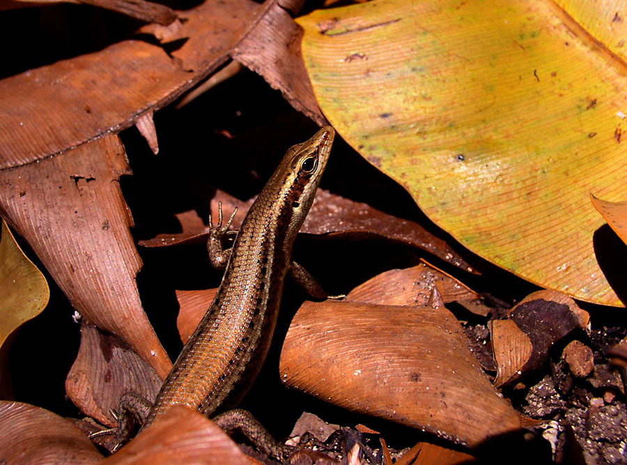 Seychellen-Skink (Mabuya seychellensis) ND