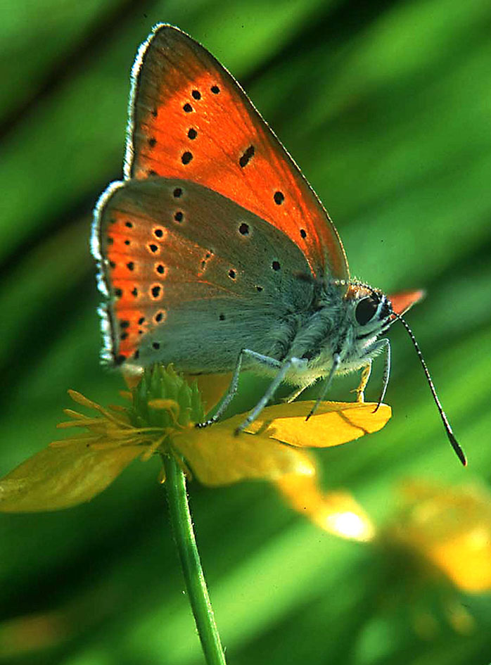 Großer Feuerfalter.(Lycaena dispar)