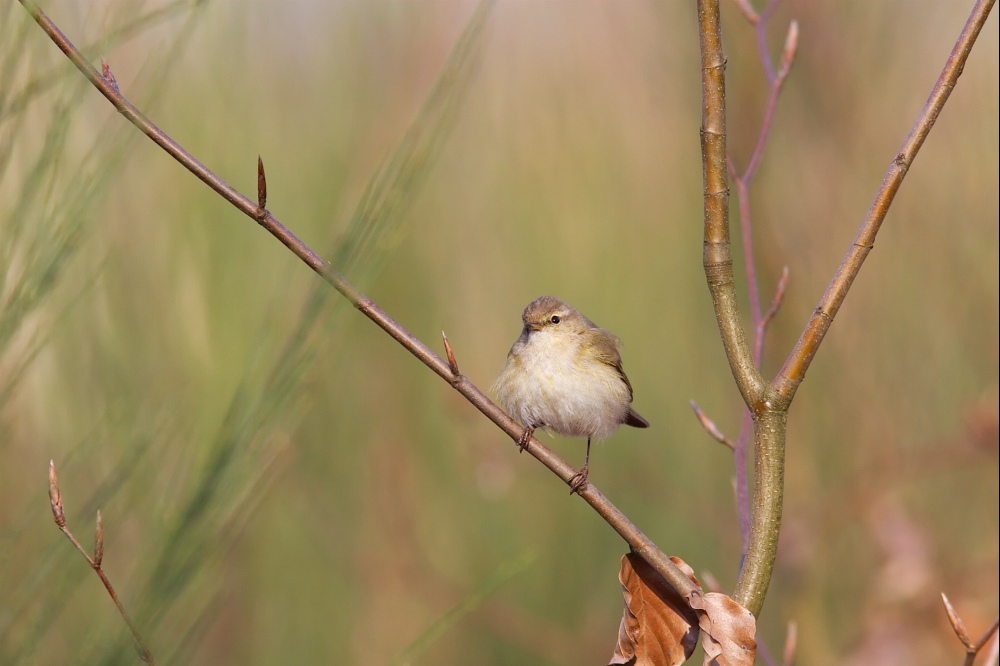 Bird in Green [ND]