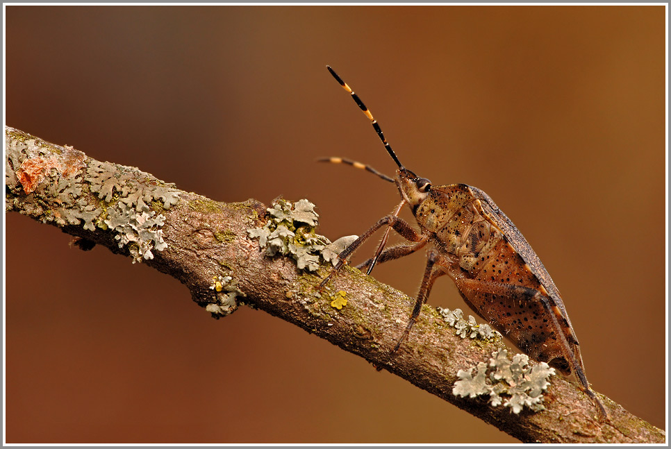 Gartenwanze (Rhaphigaster nebulosa)
