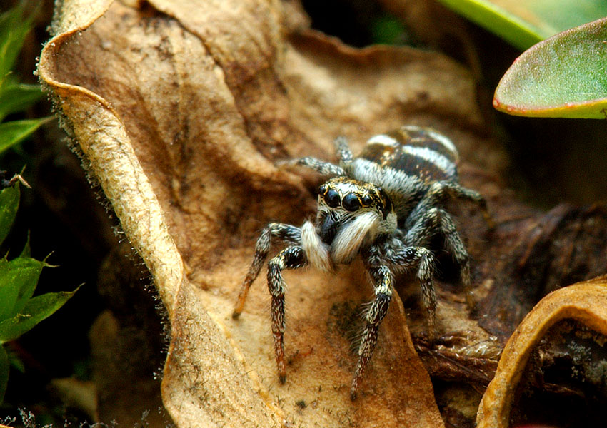 Zebraspringspinne(Salticus scenicus)