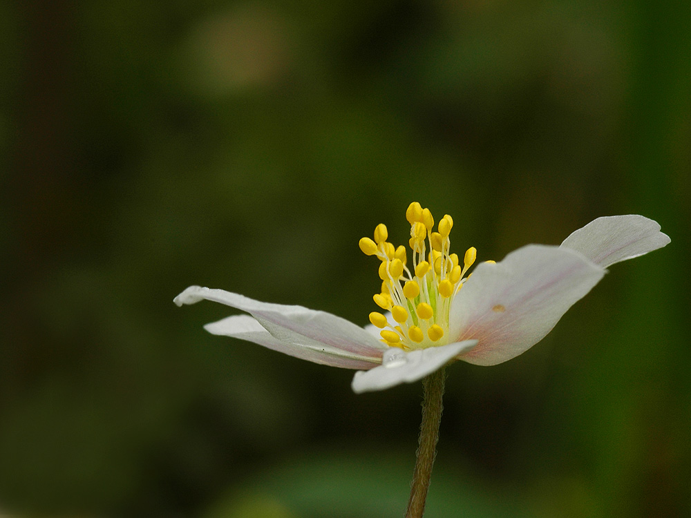 Anemone nemorosa L.