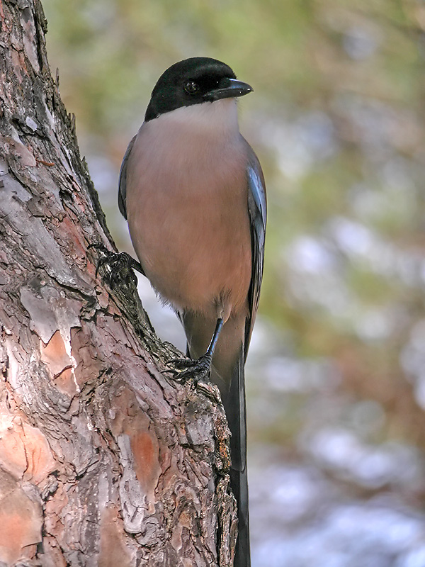 Blauelster (Cyanopica cyana cooki) - KD [EBV]