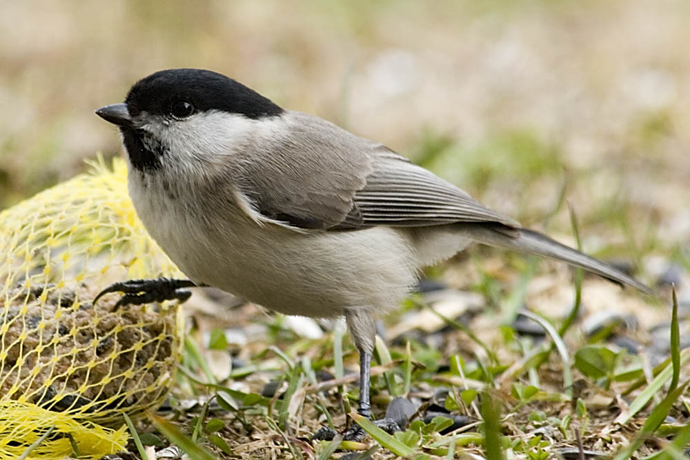 Weidenmeise (Parus montanus) EBV