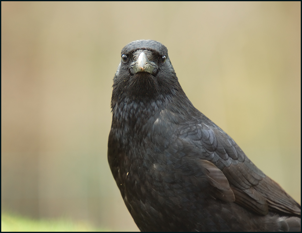 Rabenkrähe (Corvus corone corone)