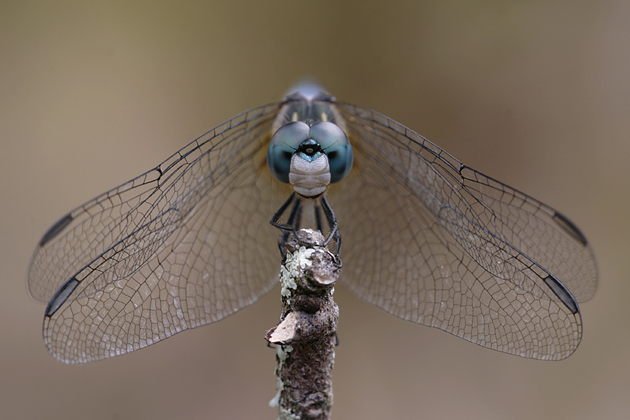 Blue Dasher ND