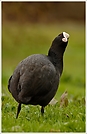 Blässhuhn (Fulica atra)