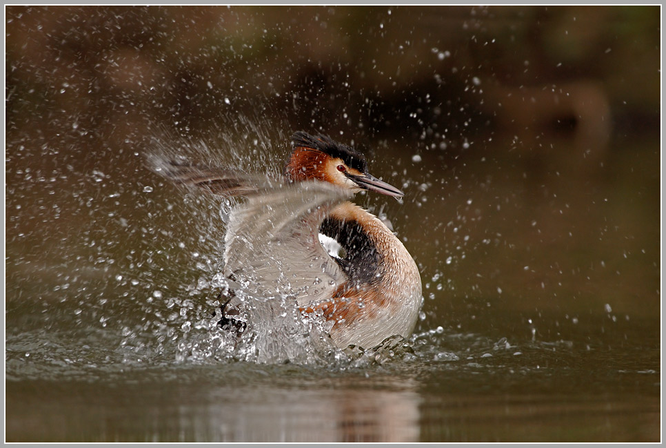 Haubentaucher (Podiceps cristatus)