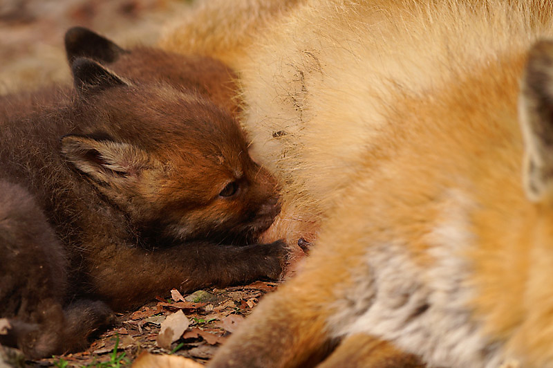 Rotfuchswelpen (Vulpes vulpes)