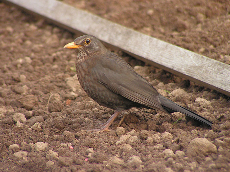 Amsel