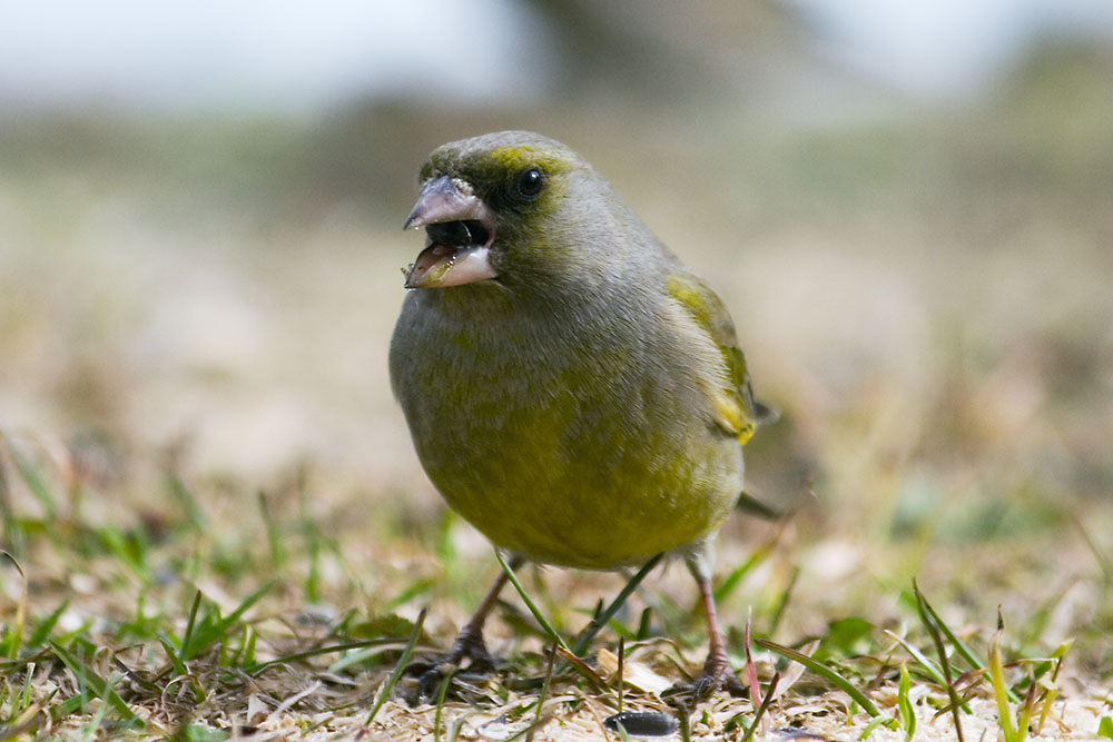 Grünfink (Carduelis chloris) EBV