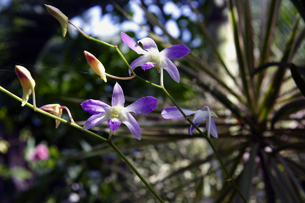 orchids    ND