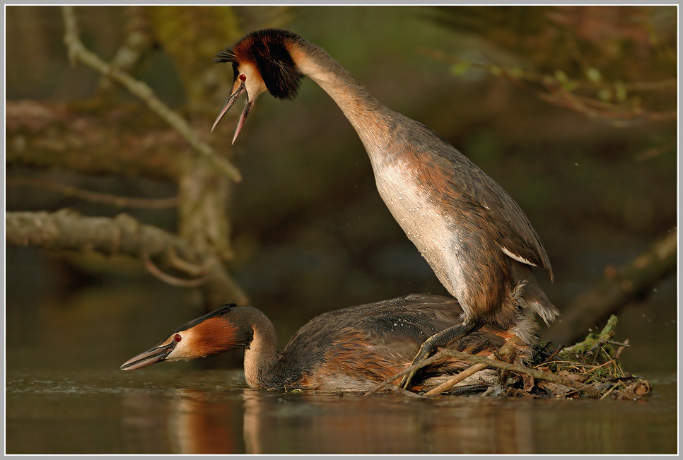 Haubentaucher (Podiceps cristatus)