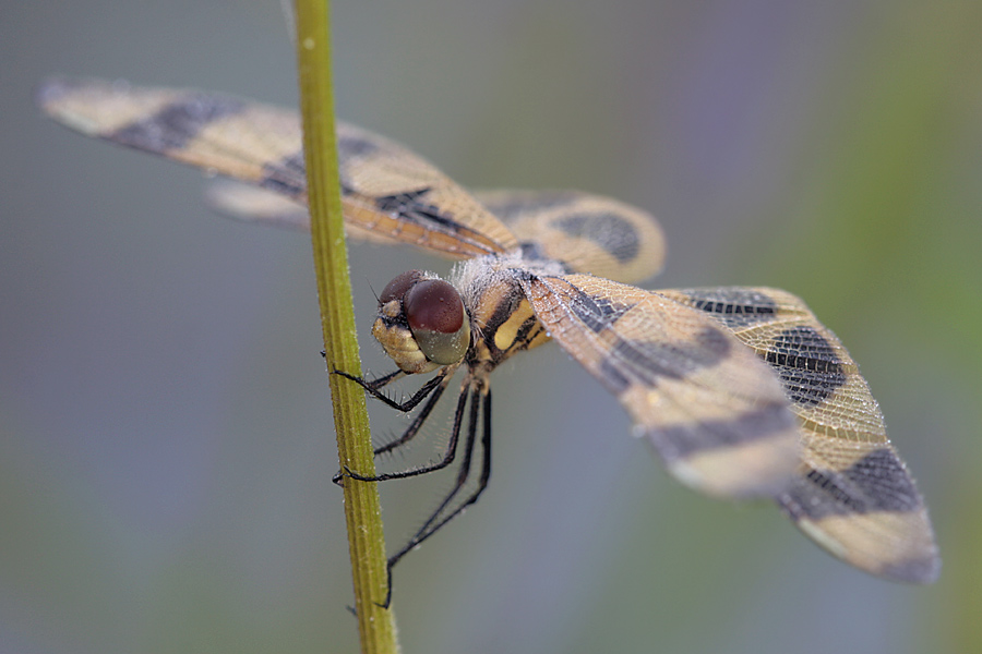 Halloween Pennant