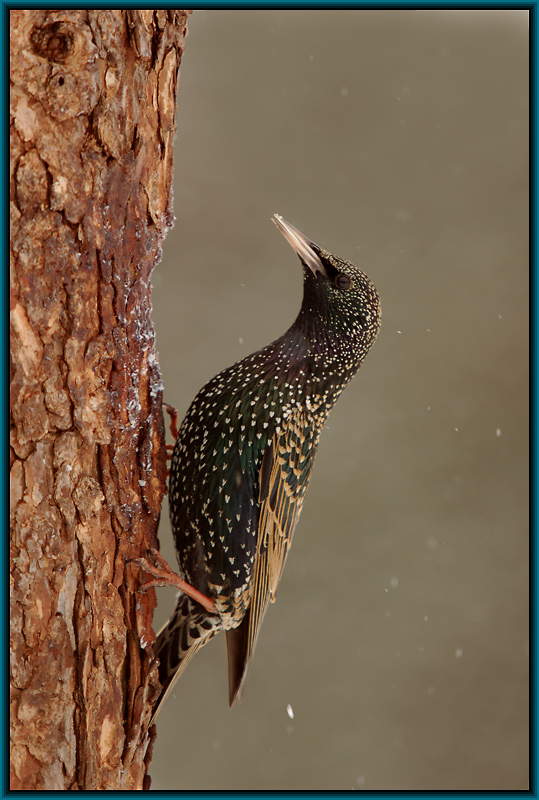 Star (Sturnus vulgaris)