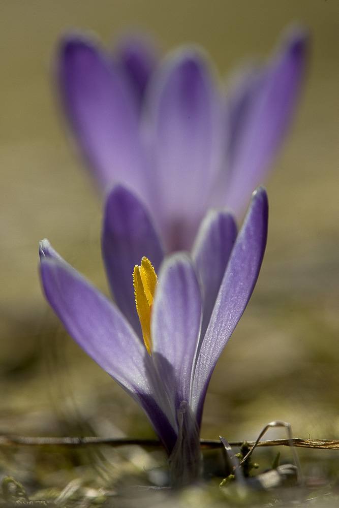 wilder Krokus, ND