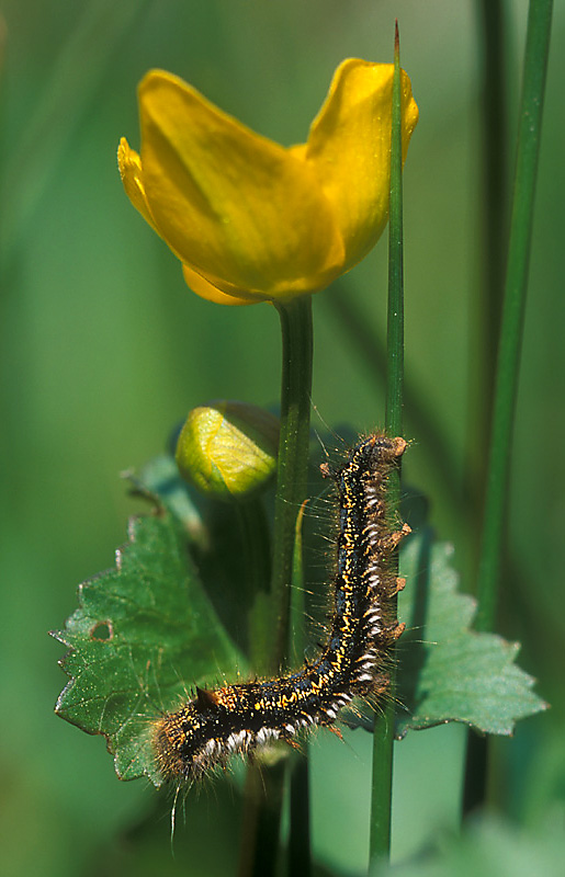 Diese Raupe der Grasglucke oder Trinkerin (Euthrix potatoria)...