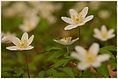 Buschwindröschen (Anemone nemorosa)