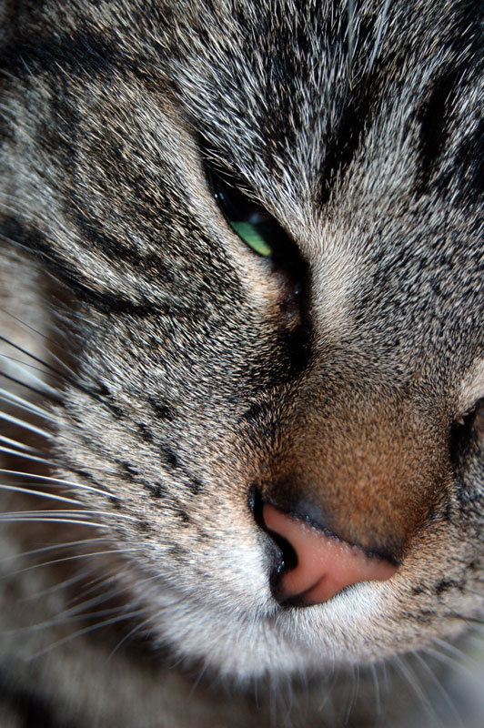 Katze Portrait KD