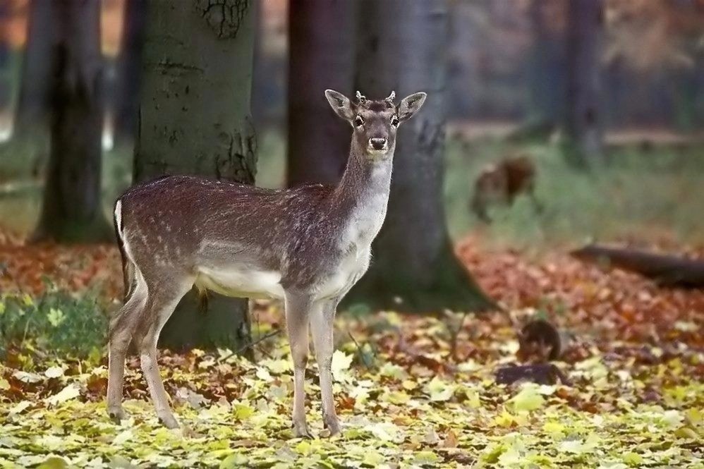 Rehbock Wildpark