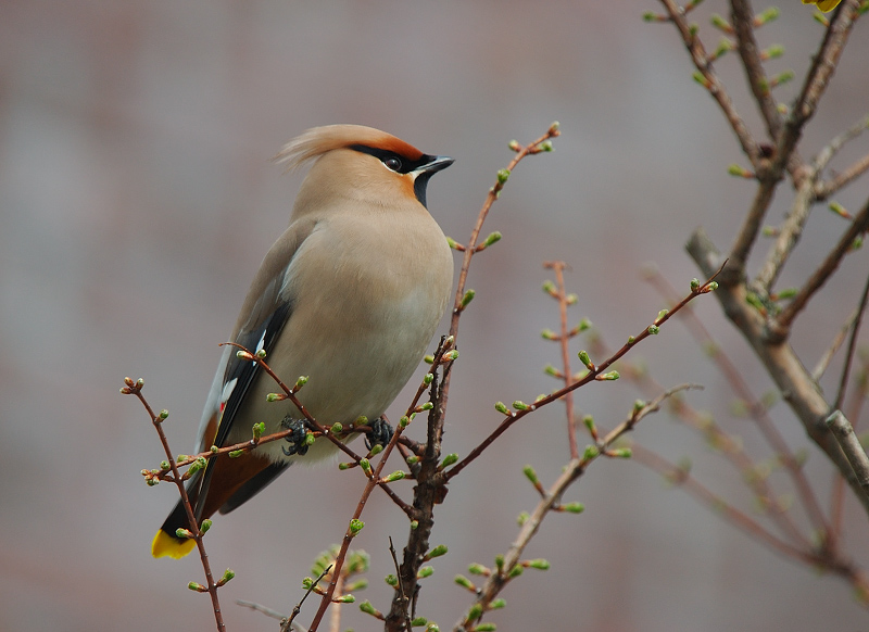 Pestvogel ND
