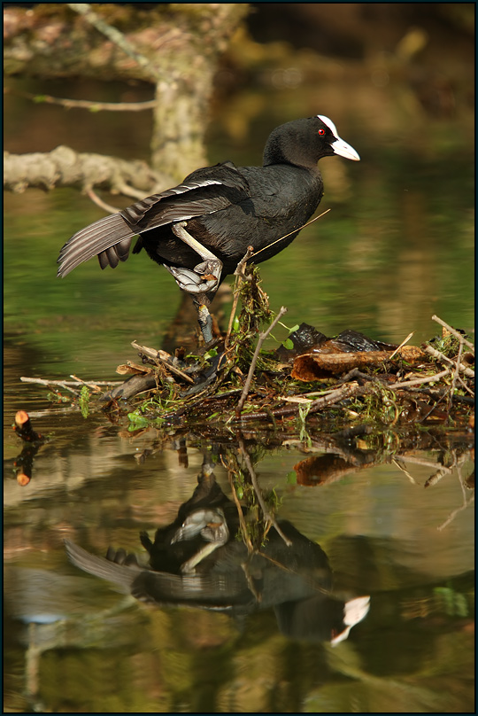 Blässralle (Fulica atra)