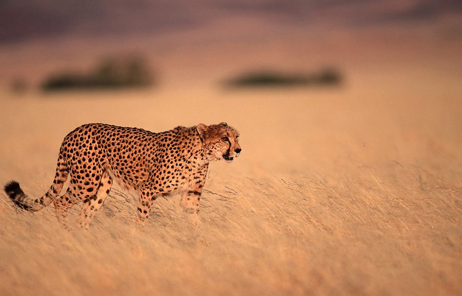 Gepard in der Namib-Wüste    KD