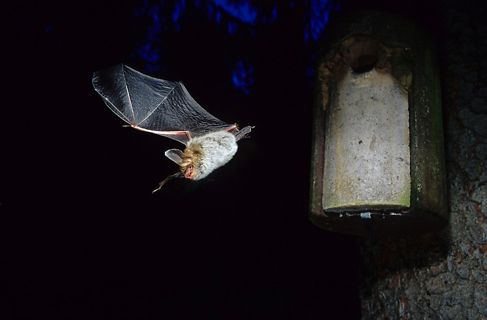 Bechsteinfledermaus (Myotis bechsteinii) beim Ausflug ...