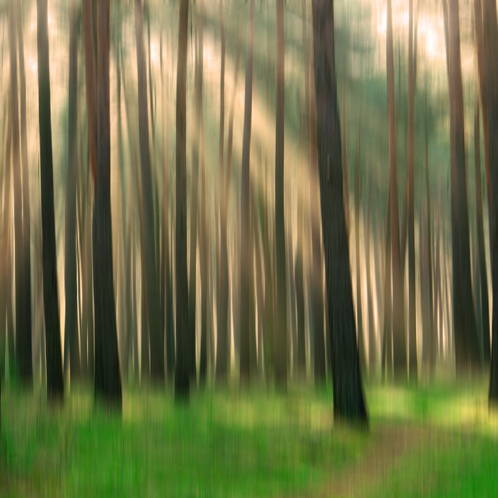 pinus sylvestris