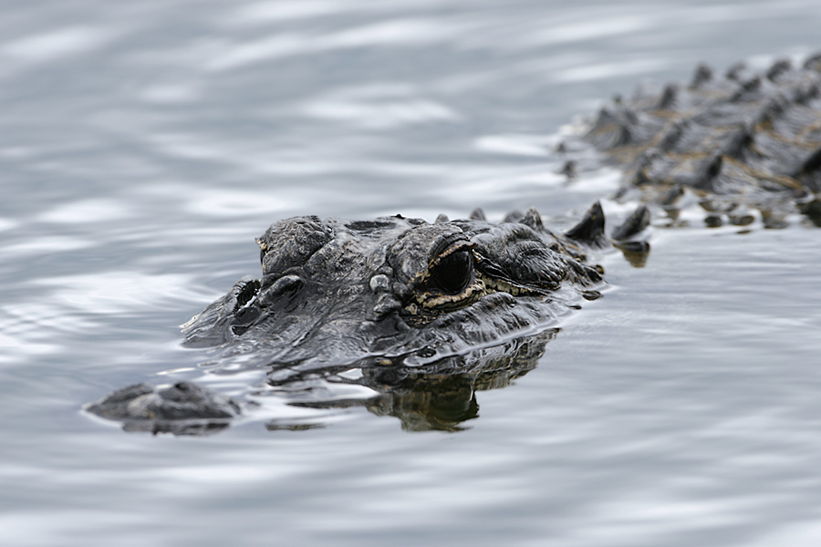 No swimming -- enforced by alligators (ND)