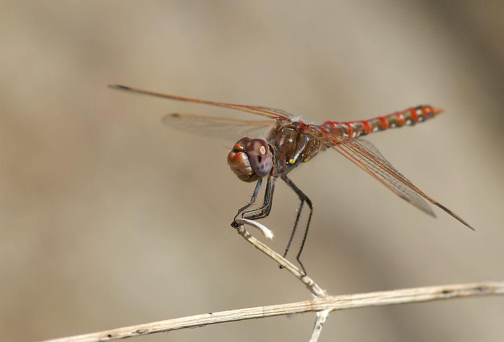 Heidelibelle [Sympetrum corruptum] ND