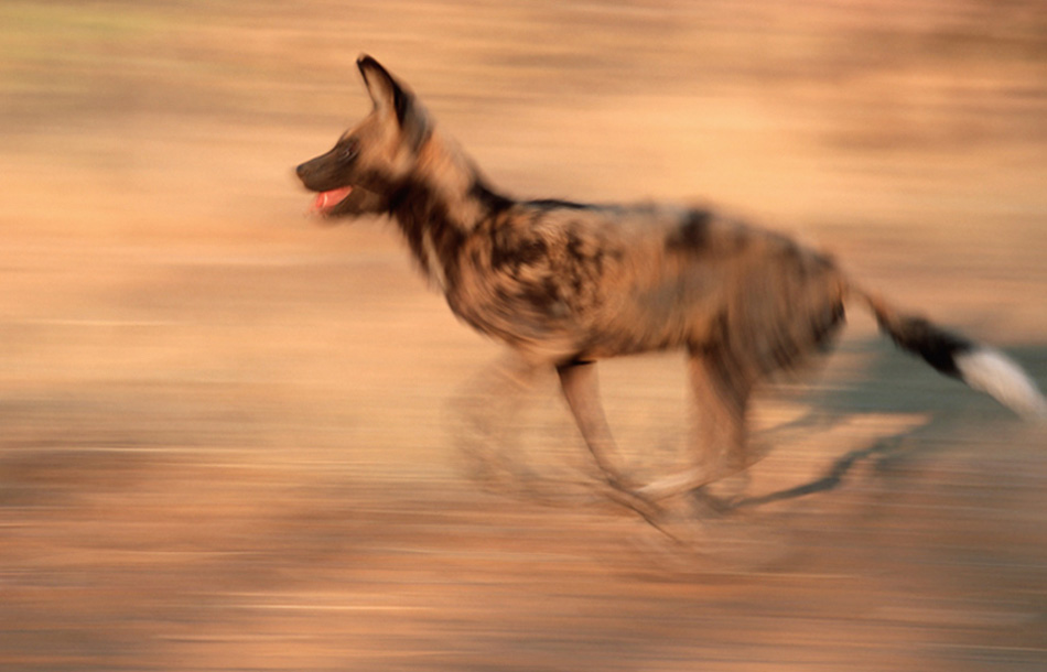 Hyänenhund  KD
