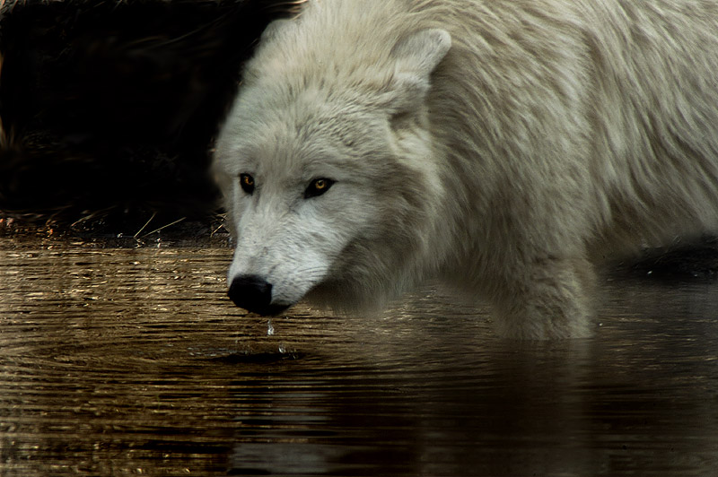 ...der Durst des Wolfes..