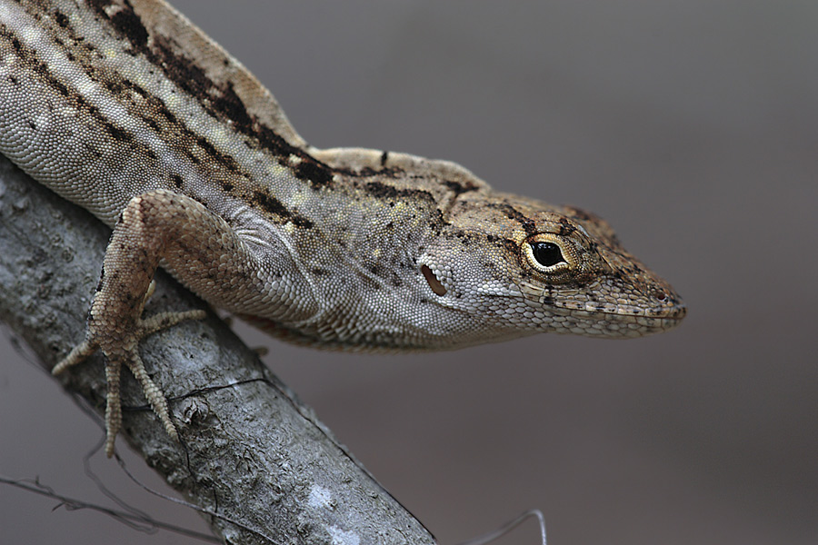 Anolis-Eidechse (ND)