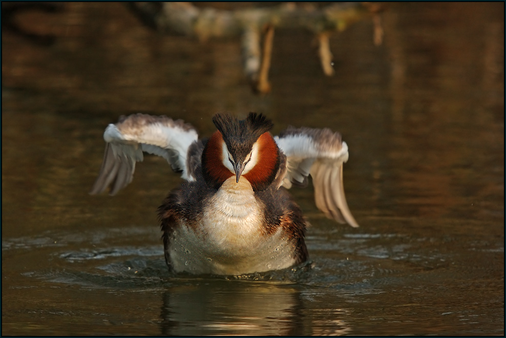 Haubentaucher --Podiceps cristatus--