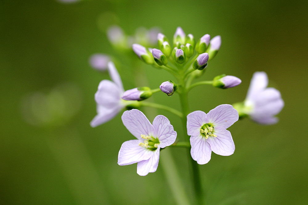 Wiesenschaumkraut ND