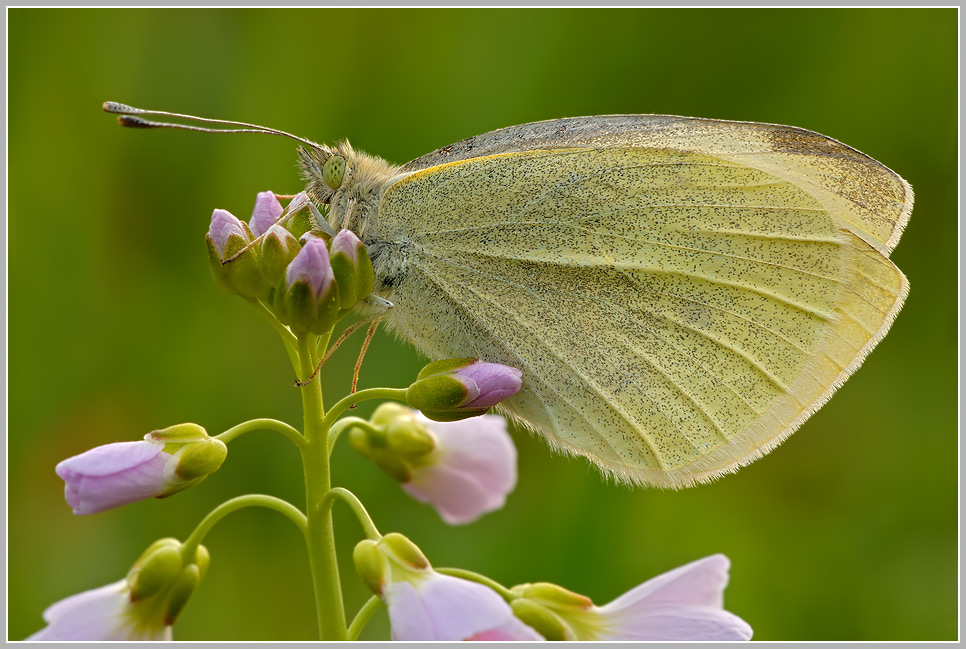 Kleiner Kohlweissling (Pieris rapae) am Wiesenschaumkraut