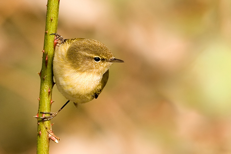 Phylloscopus collybita ND