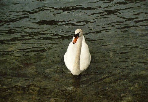 Der Schwan