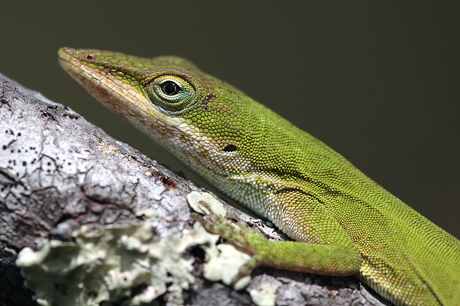 Rotkehl-Anolis (ND)