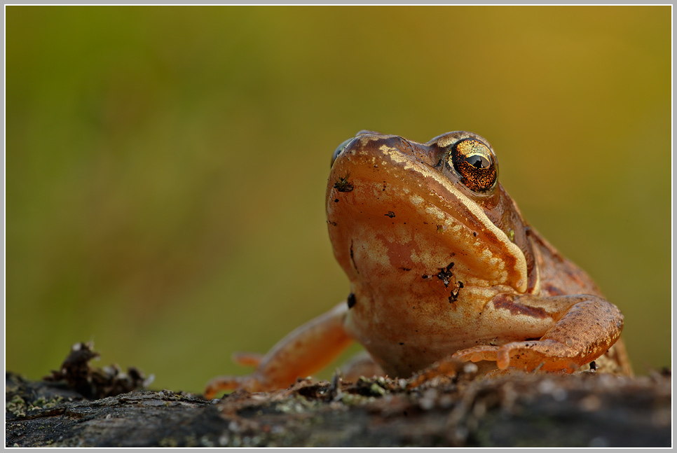 Springfrosch (Rana dalmatina)