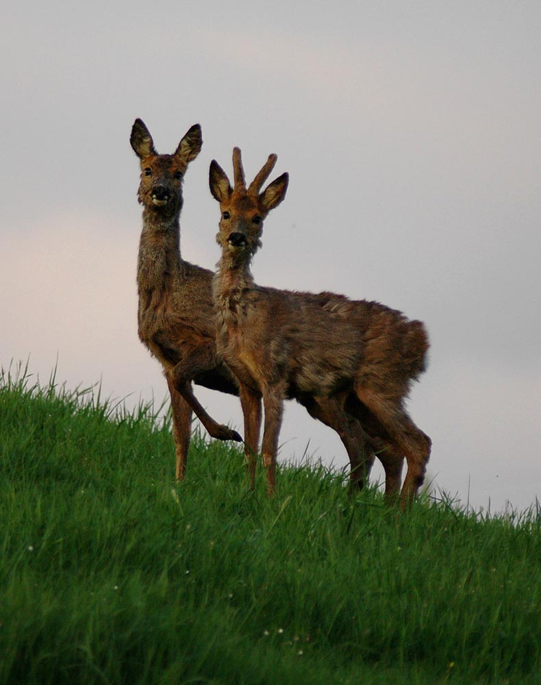 Reh (Capreolus capreolus) ND