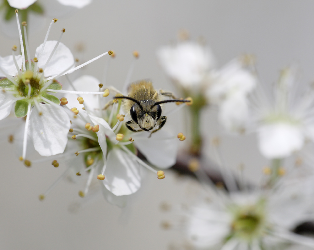 Biene zwischen Kirschblüten ND