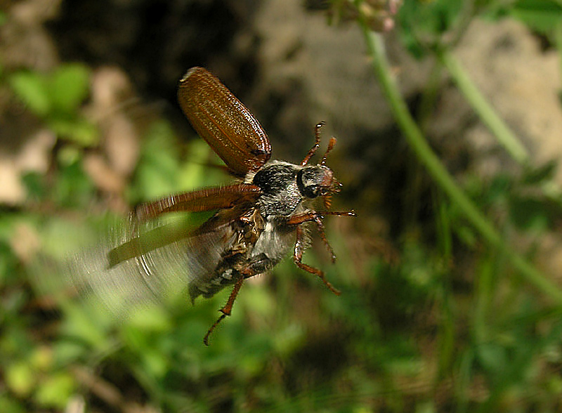 Maikäfer im Flug