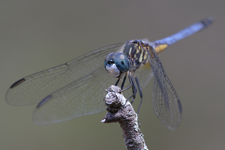 Blue Dasher (ND)