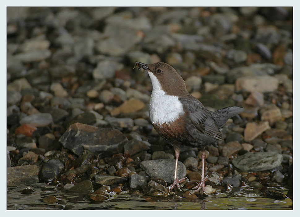 Wasseramsel...ND