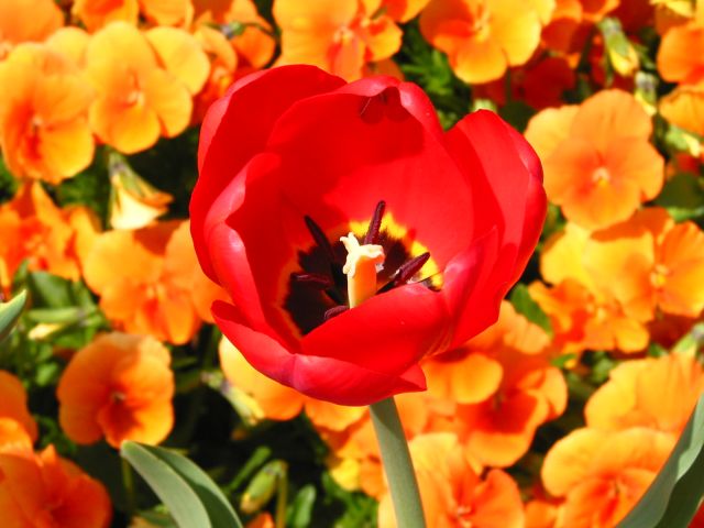 Rote Tulpe ND