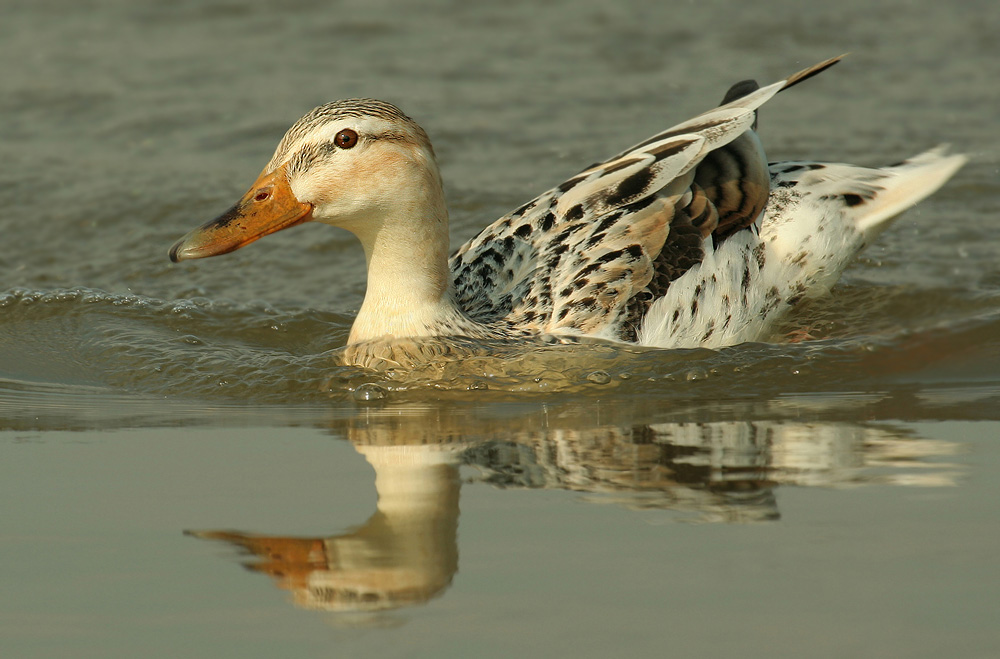 ND Ente