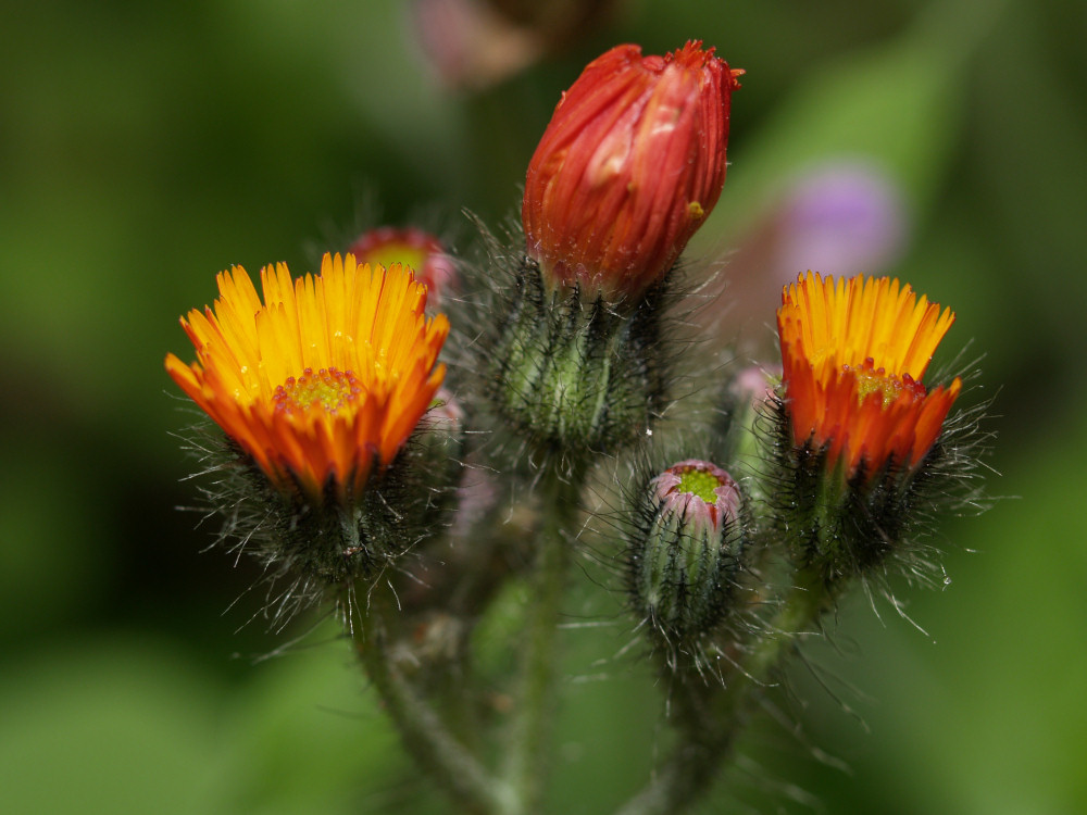 Blume