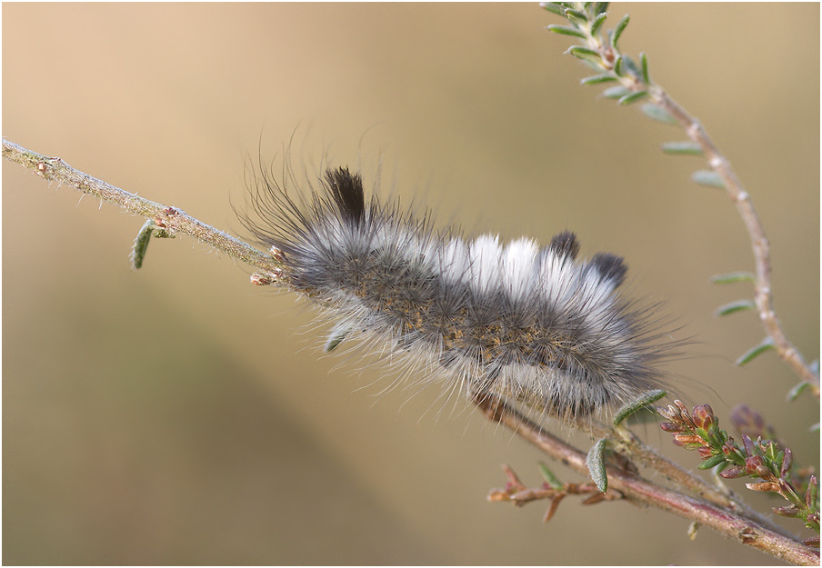 Ginsterstreckfuß (Dicallomera fascelina L.) ND